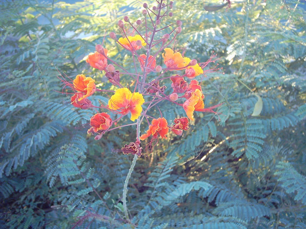 Flowers native to Hermosillo, Sonora, Mexico.